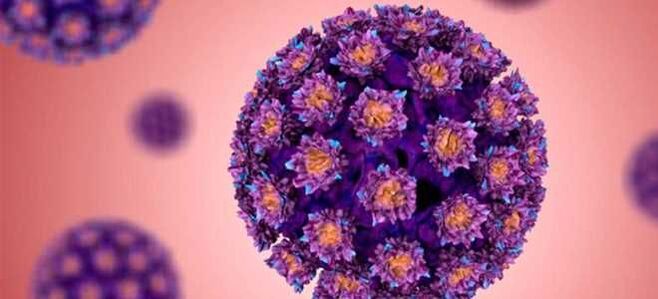 HPV - Humanes Papillomavirus